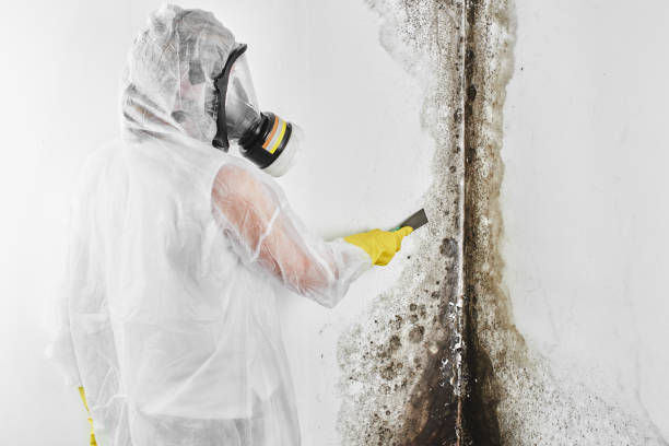 Best Mold Removal and Inspection  in Cottonwood, ID
