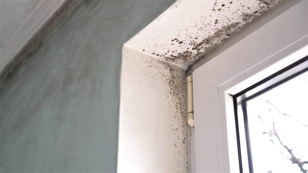 Reliable Cottonwood, ID Mold Removal Solutions