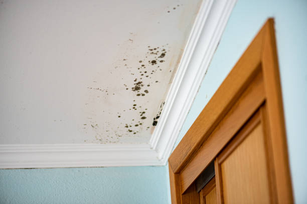 Best Toxic Mold Removal  in Cottonwood, ID